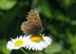 <i>Lycaena phlaeas daimio</i> resmi