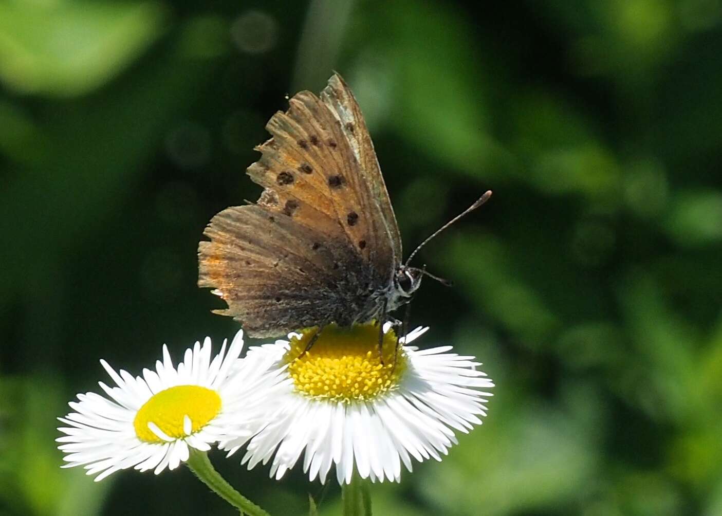 <i>Lycaena phlaeas daimio</i> resmi