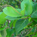 Coccoloba hybrida I. Castañeda resmi