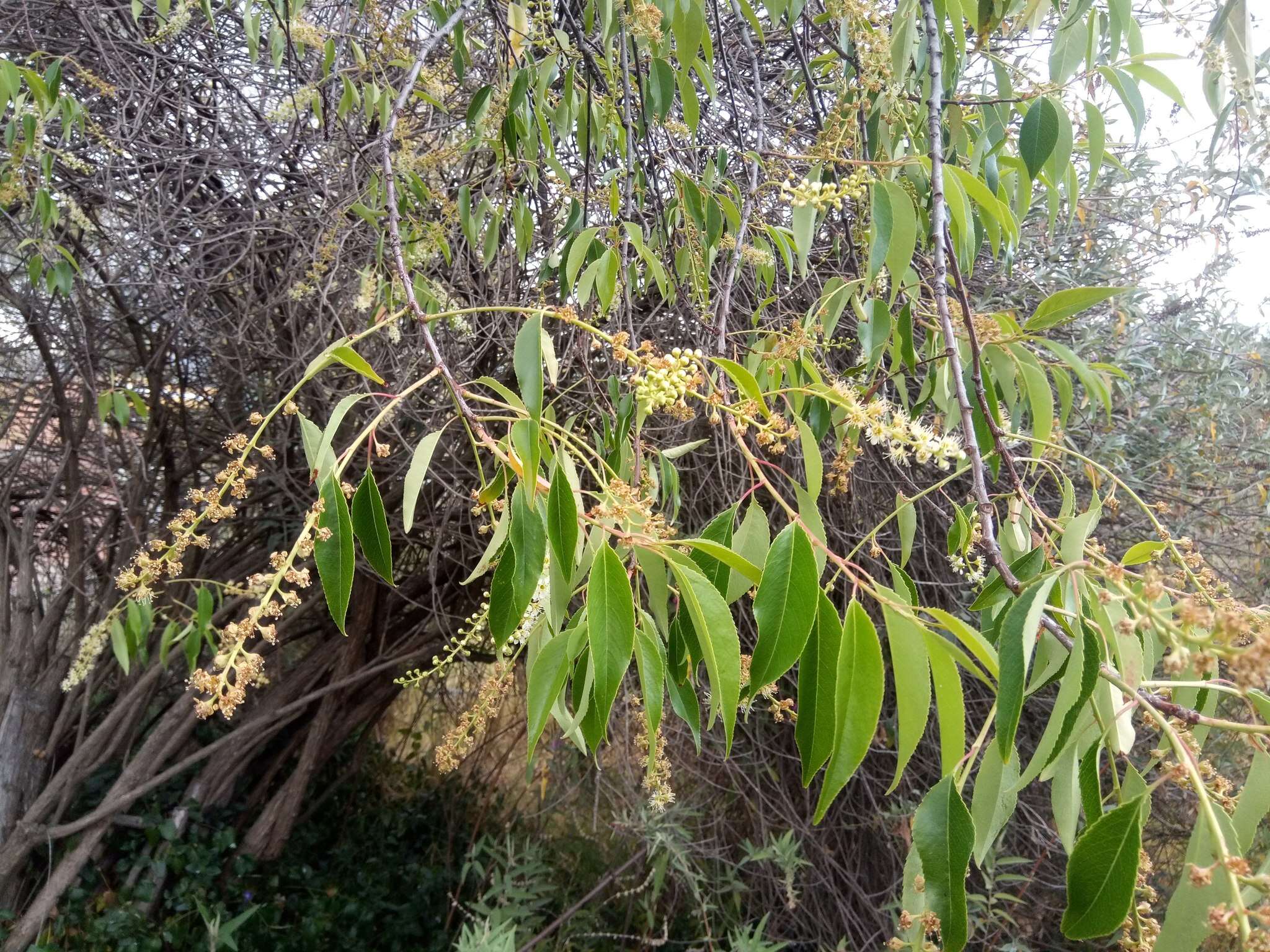 Image de Prunus serotina var. capuli (Cav.) S. Hatusima