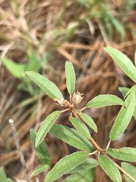 Слика од Croton argyranthemus Michx.