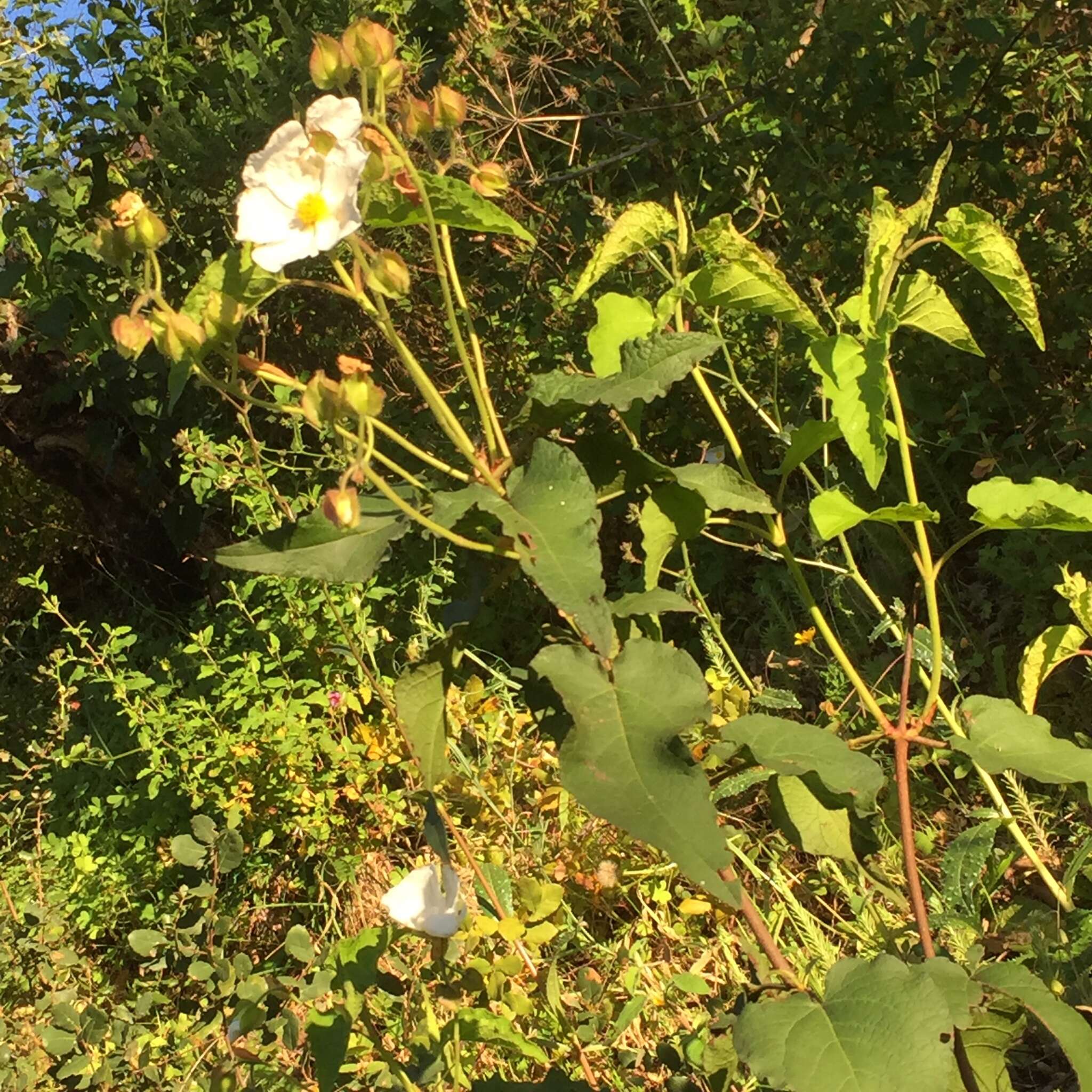 Image of Cistus populifolius L.