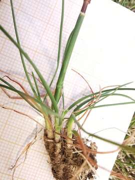 Image of Somerset hair grass