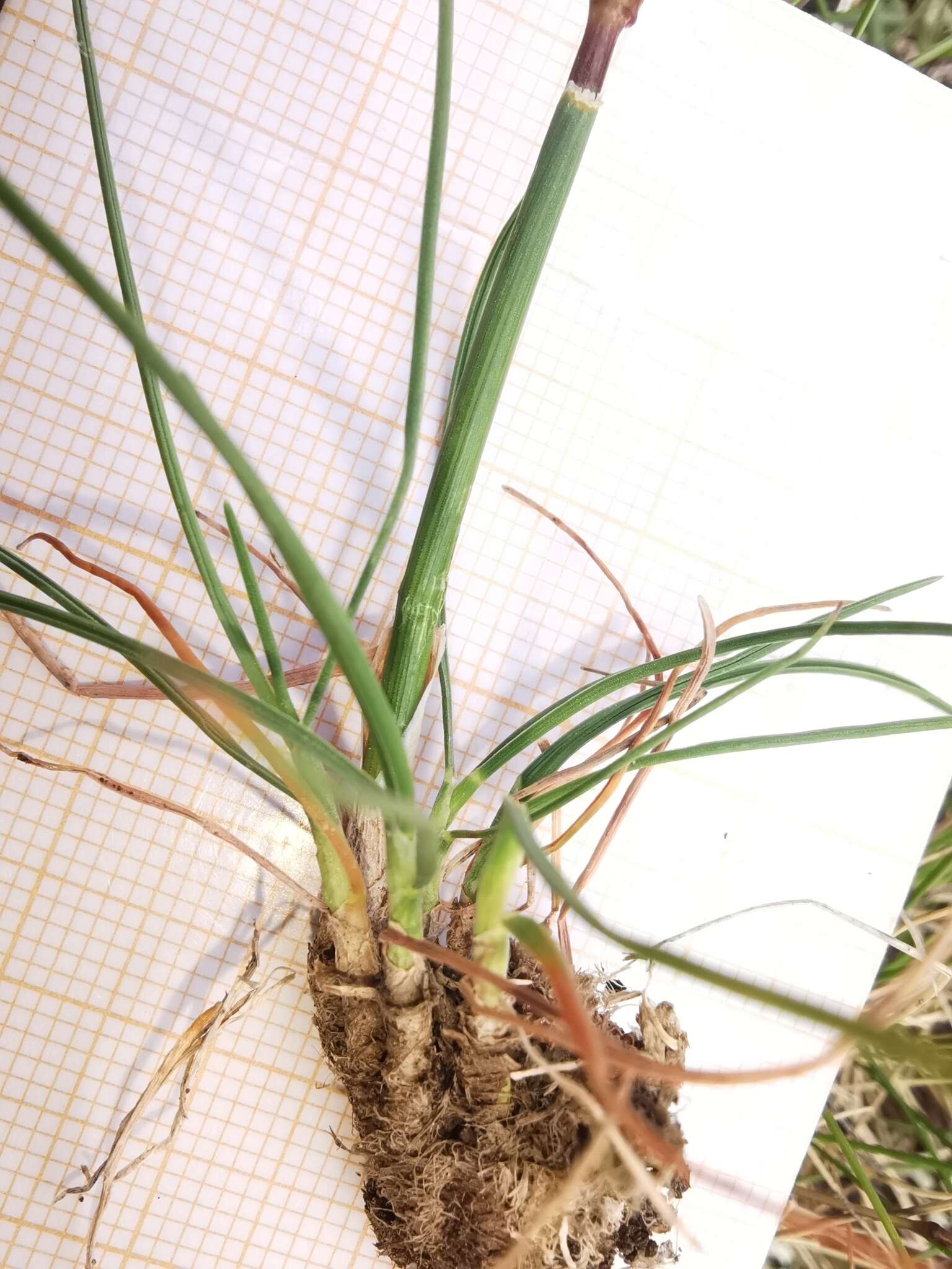 Image of Somerset hair grass