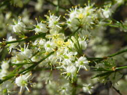 Image of African asparagus