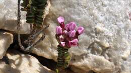 Image of Sonderothamnus petraeus (W. F. Barker) R. Dahlgr.