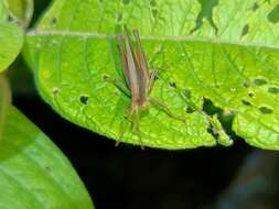 Eutryxalis filata (Walker & F. 1870) resmi