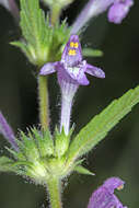 Image of Red hemp nettle