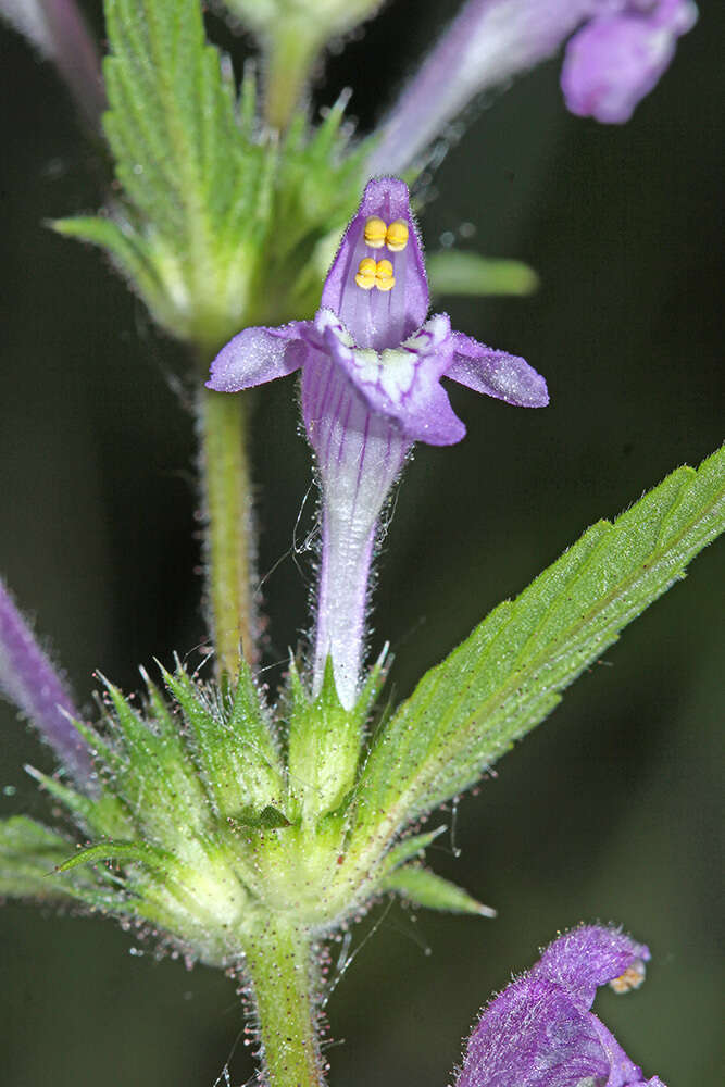 Imagem de Galeopsis ladanum L.