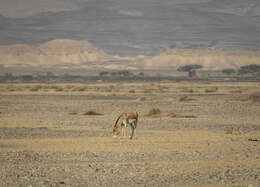 Image of Asian Wild Ass