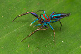 Image of Chrysilla lauta Thorell 1887