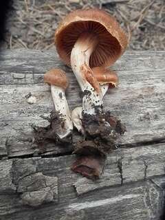 Image of Cortinarius ahsii McKnight 1975