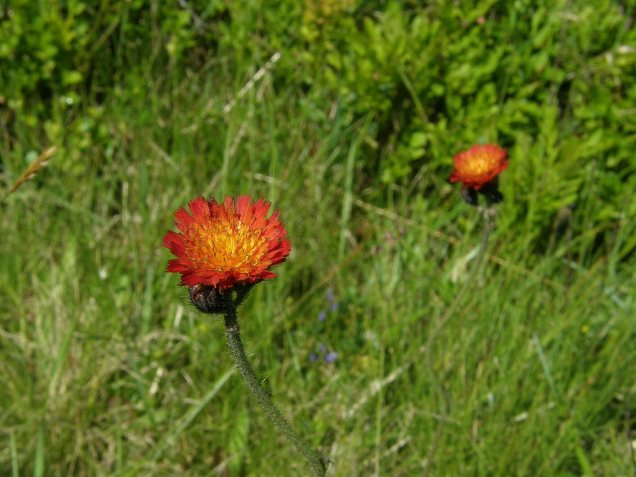 Pilosella aurantiaca subsp. aurantiaca的圖片