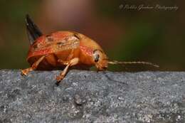 صورة <i>Paropsis charybdis</i>