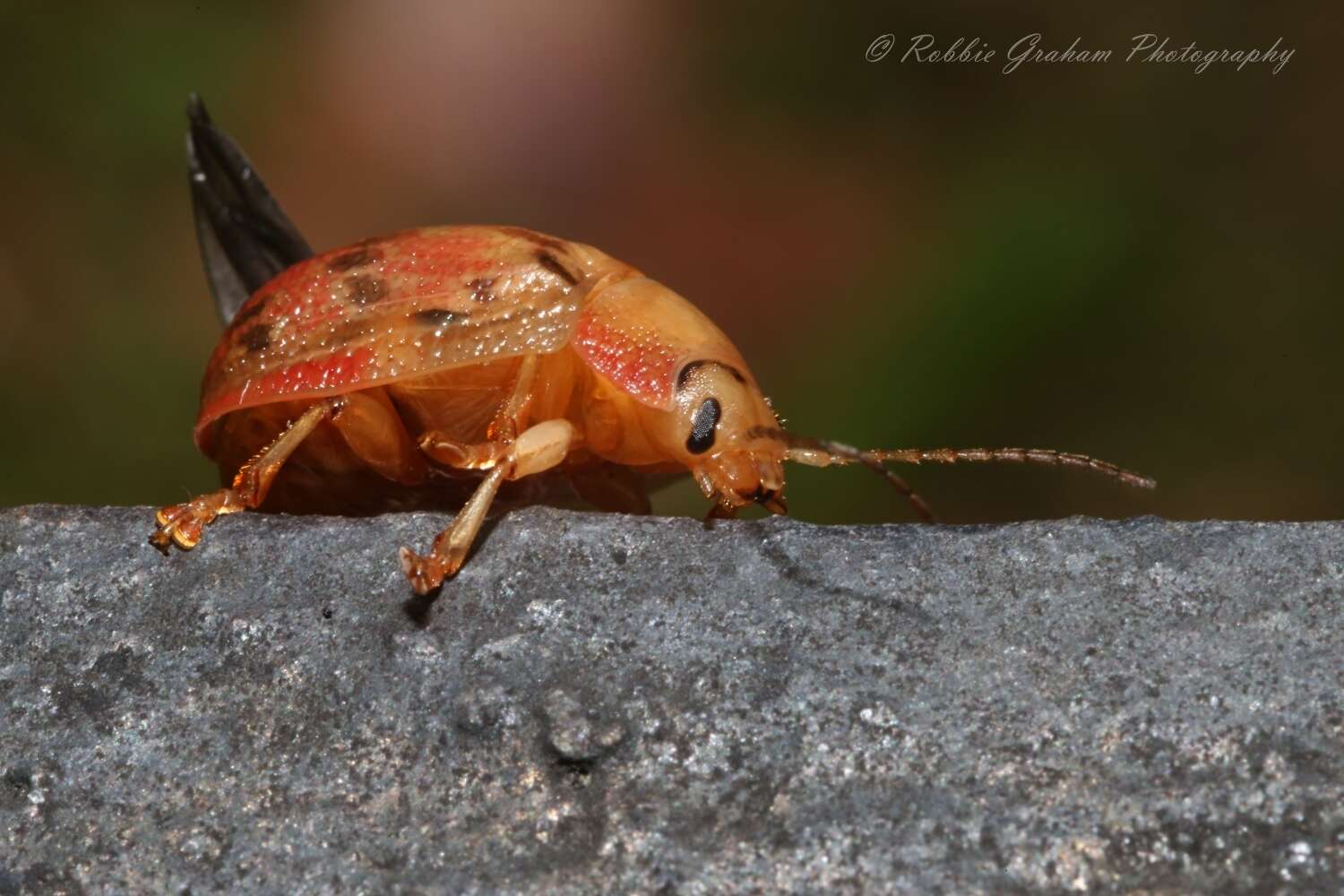 صورة <i>Paropsis charybdis</i>