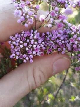 Verticordia densiflora Lindl. resmi