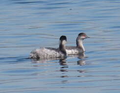 Image of Podiceps nigricollis gurneyi (Roberts 1919)