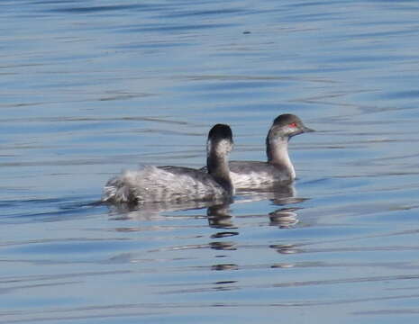 Imagem de Podiceps nigricollis gurneyi (Roberts 1919)