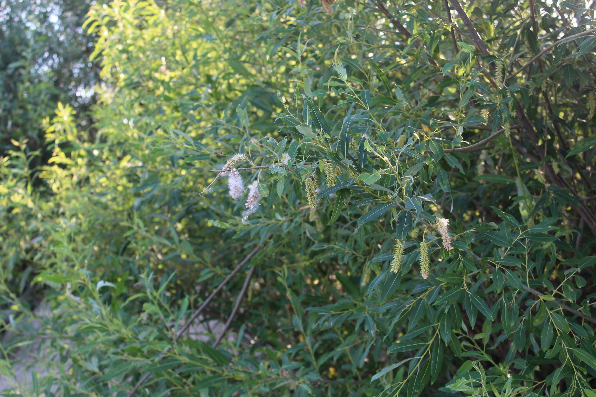 Imagem de Salix triandra L.