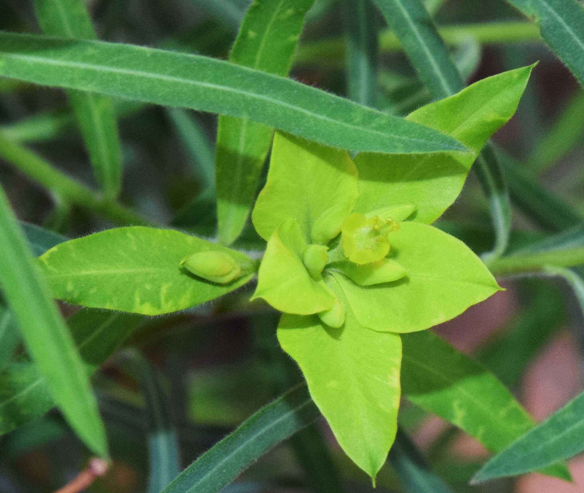 Image of Euphorbia squamigera Loisel.