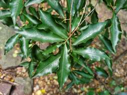 Image of Common forest ochna