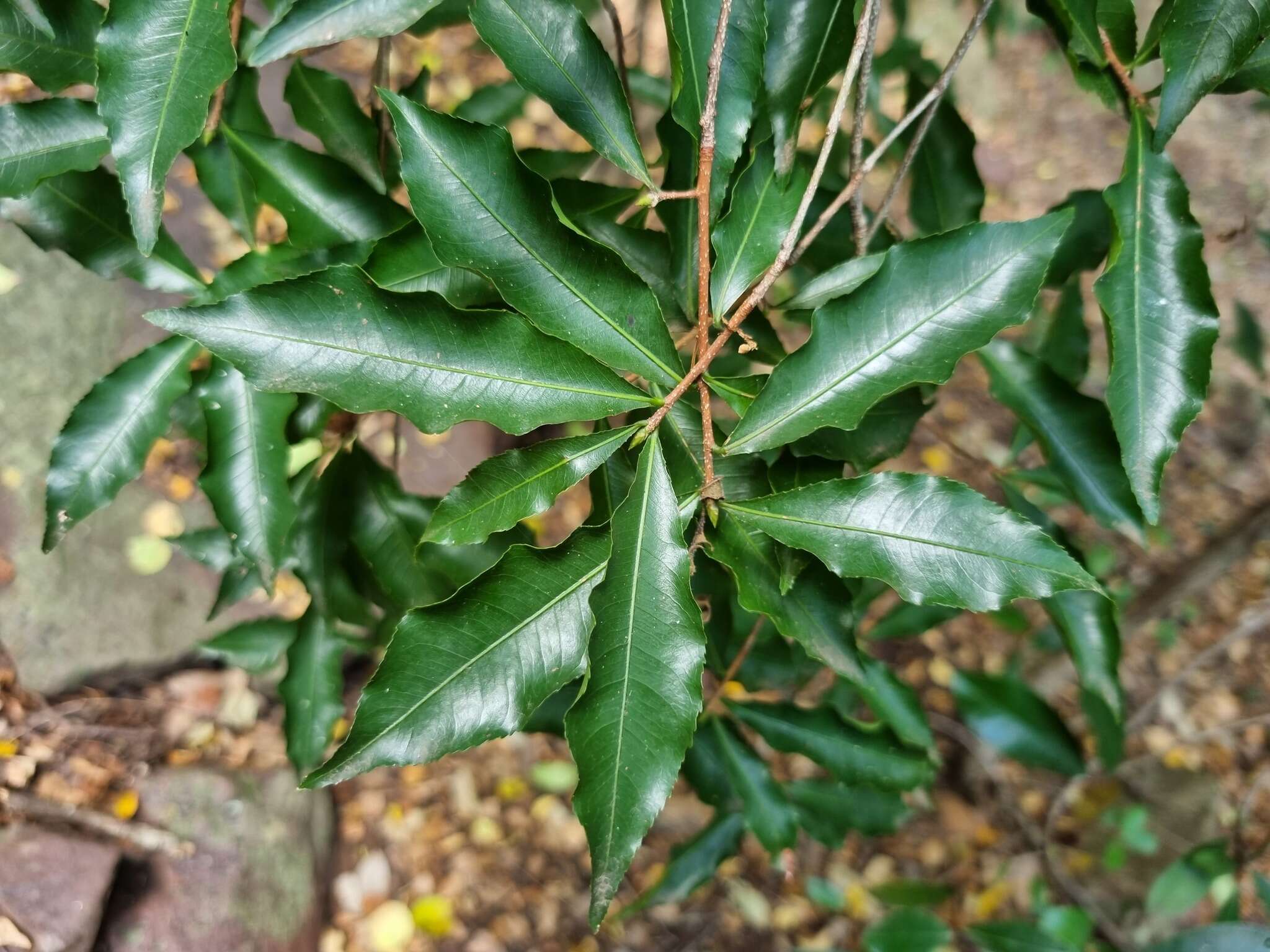 Image of Common forest ochna