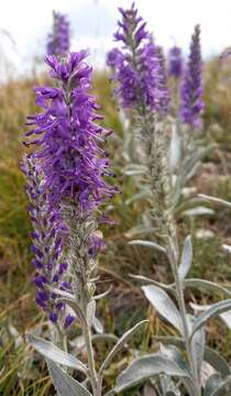 Image of spiked speedwell