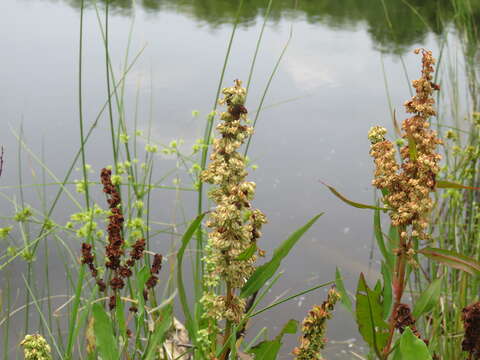 Rumex verticillatus L.的圖片