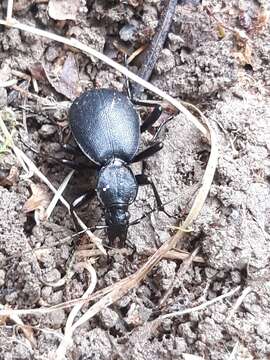 Image of Cychrus caraboides (Linnaeus 1758)