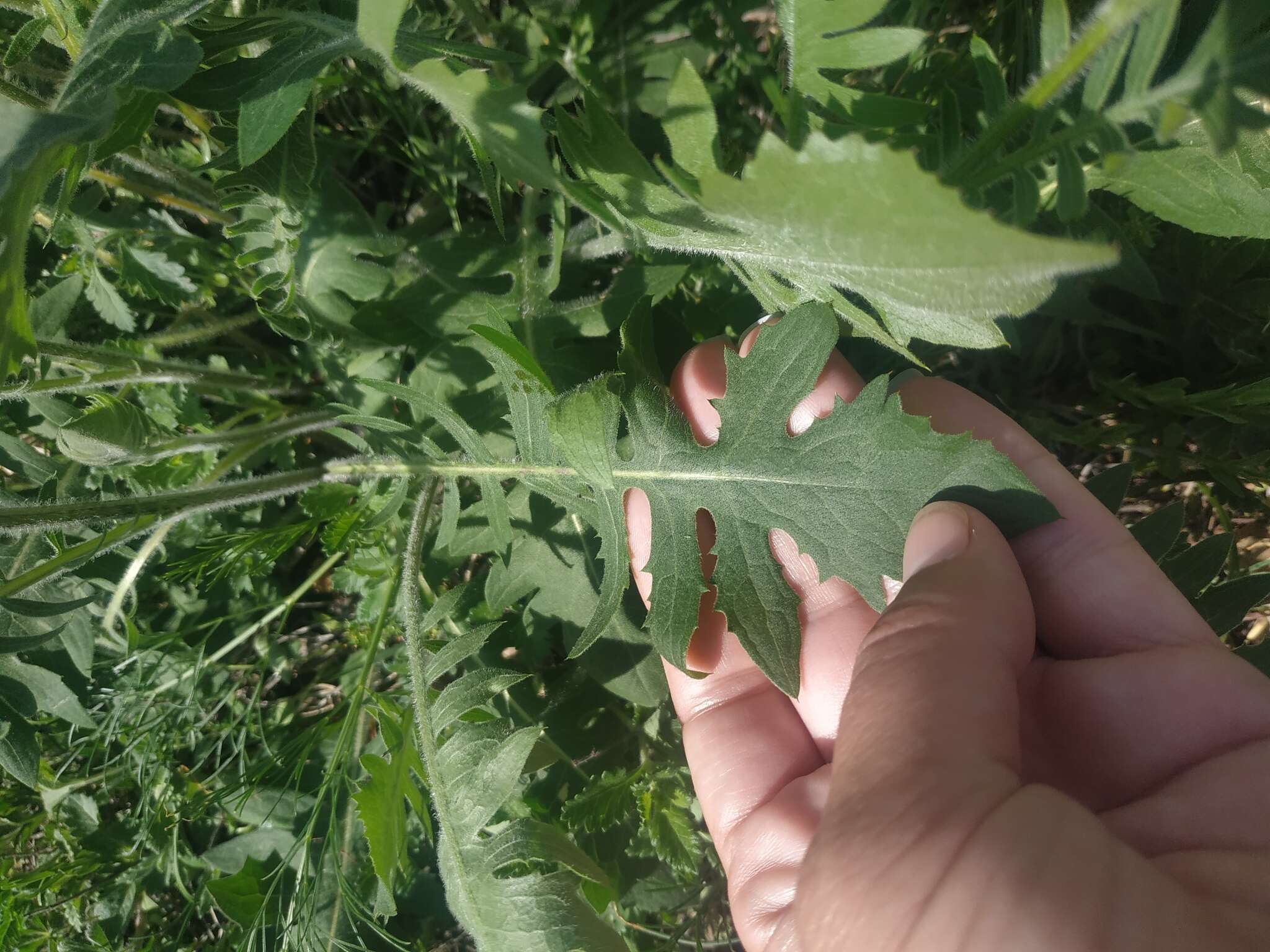 Image of Klasea radiata (Waldst. & Kit.) A. & D. Love