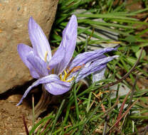 Image of Crocus hermoneus Kotschy ex Maw