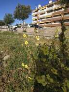 Image of wavyleaf mullein