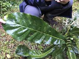 Image of Anthocleista amplexicaulis Baker