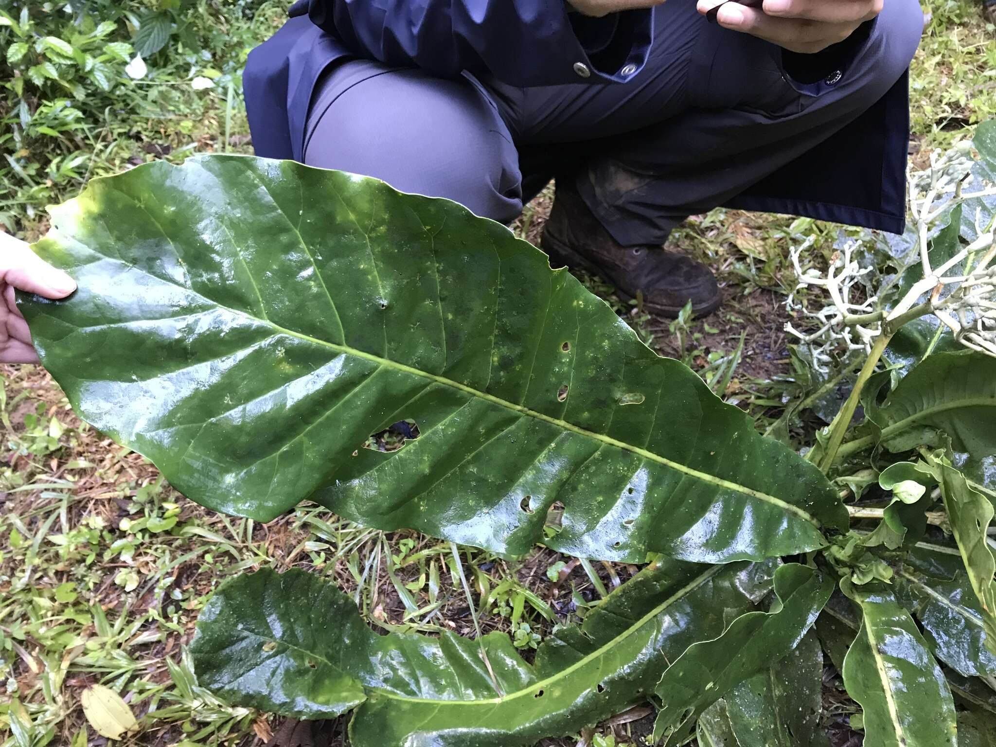 Image de Anthocleista amplexicaulis Baker