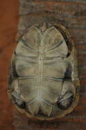 Image of Adanson's mud turtle