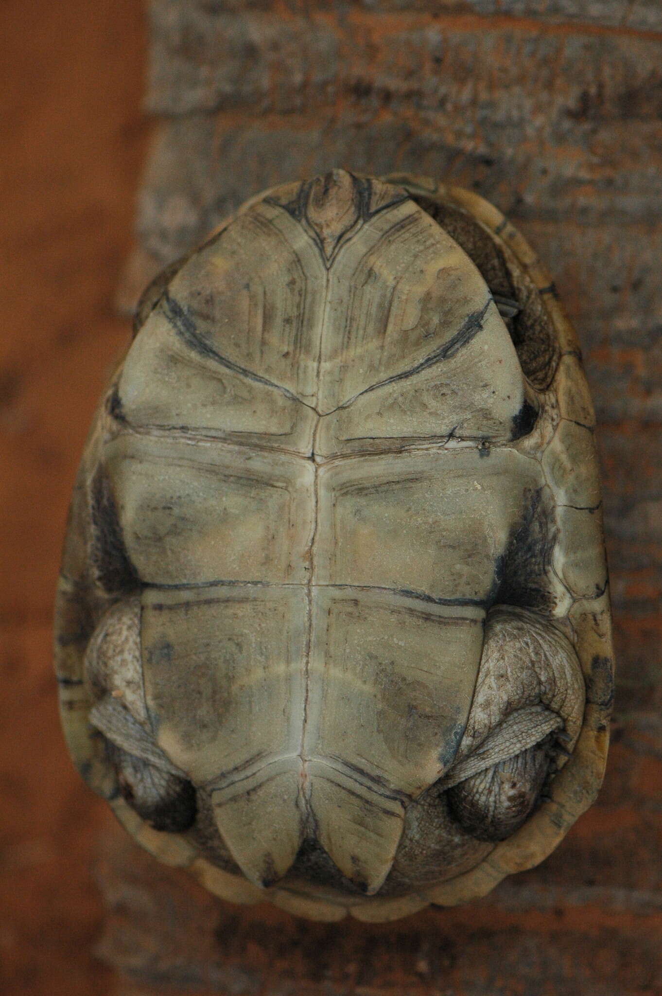 Image of Adanson's mud turtle