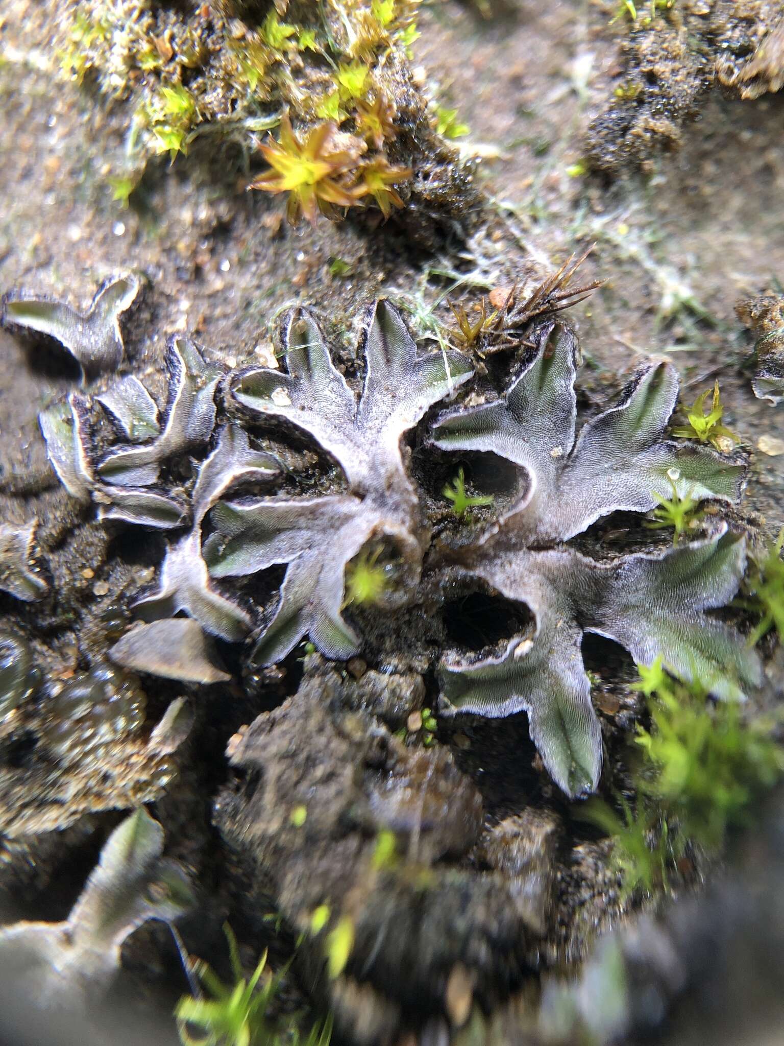 Image of Riccia sorocarpa Bisch.