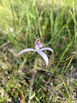 Image of Sugar candy orchid