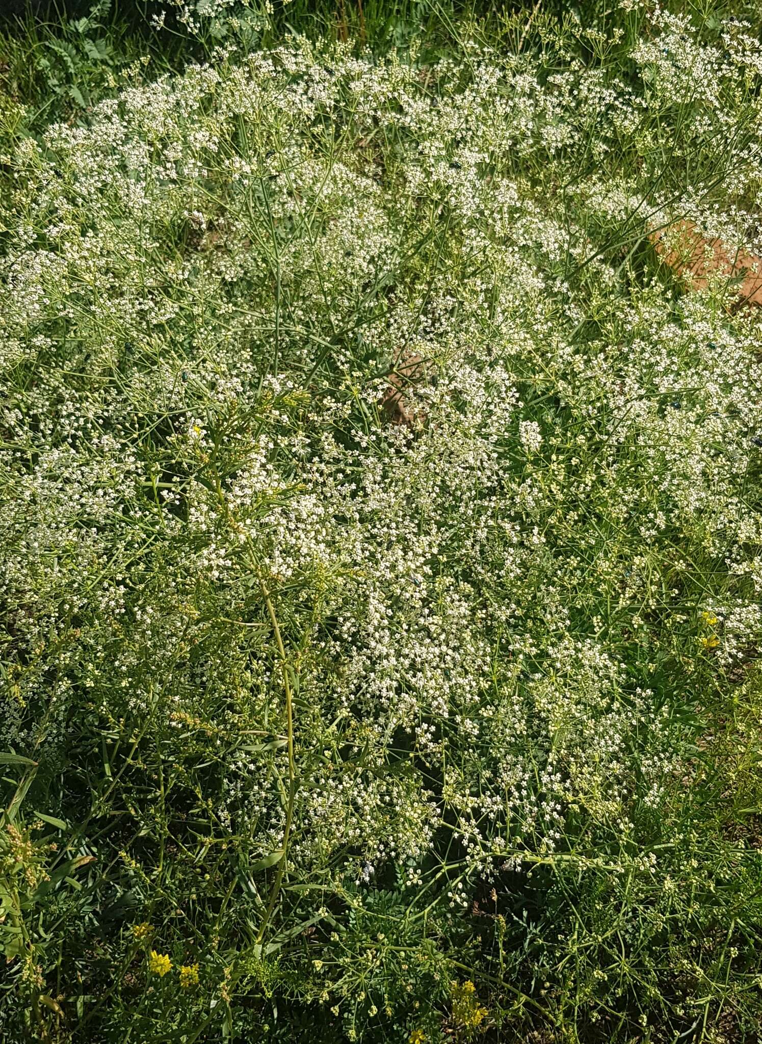 صورة Saposhnikovia divaricata (Turcz.) Schischk.