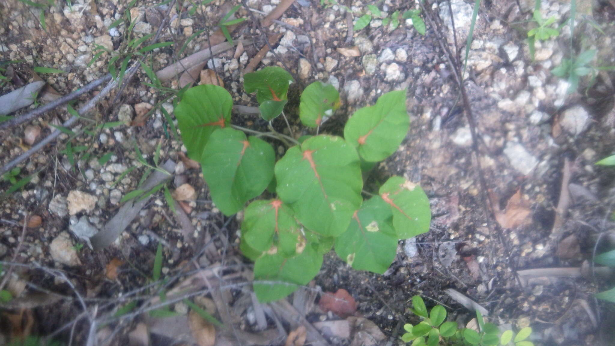 Croton bernieri resmi