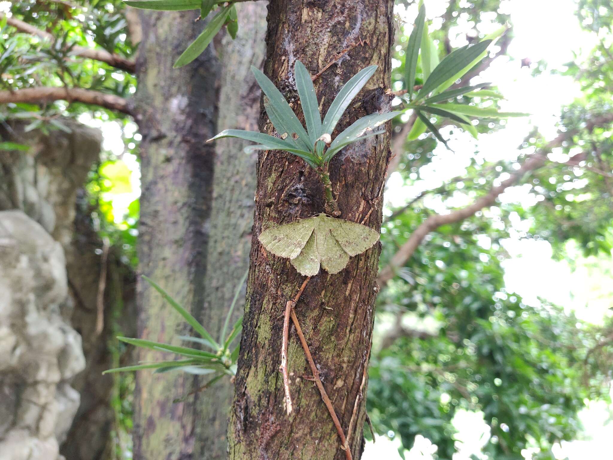 Image of Herochroma cristata Warren 1894