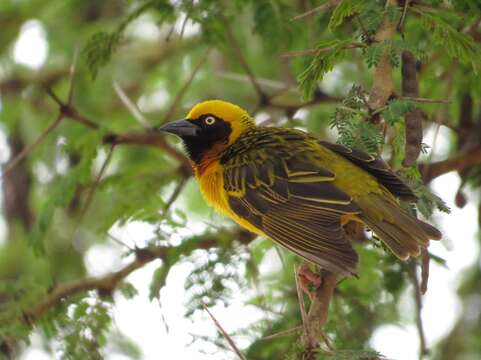 Image of Speke's Weaver