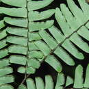 Imagem de Adiantum decoratum Maxon & Weath.