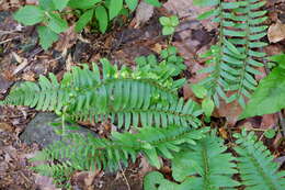 Plancia ëd Taphrina polystichi Mix 1938