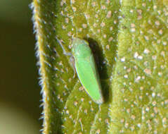 Image of Bog Leafhopper