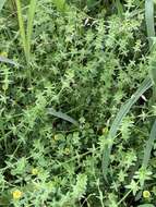 Image of piedmont bedstraw