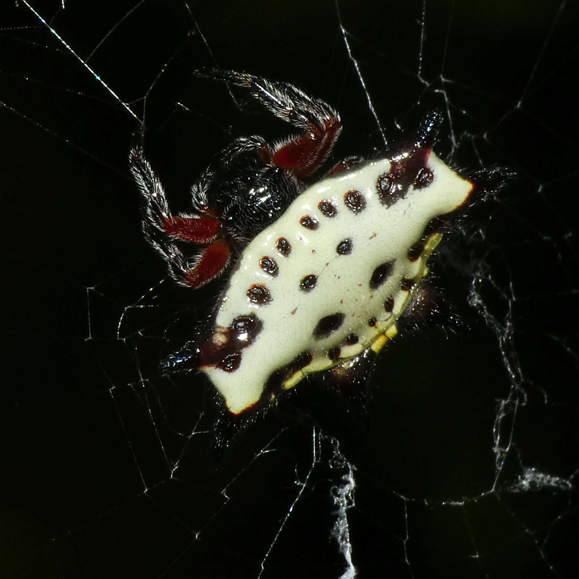 Image of Gasteracantha sanguinolenta C. L. Koch 1844