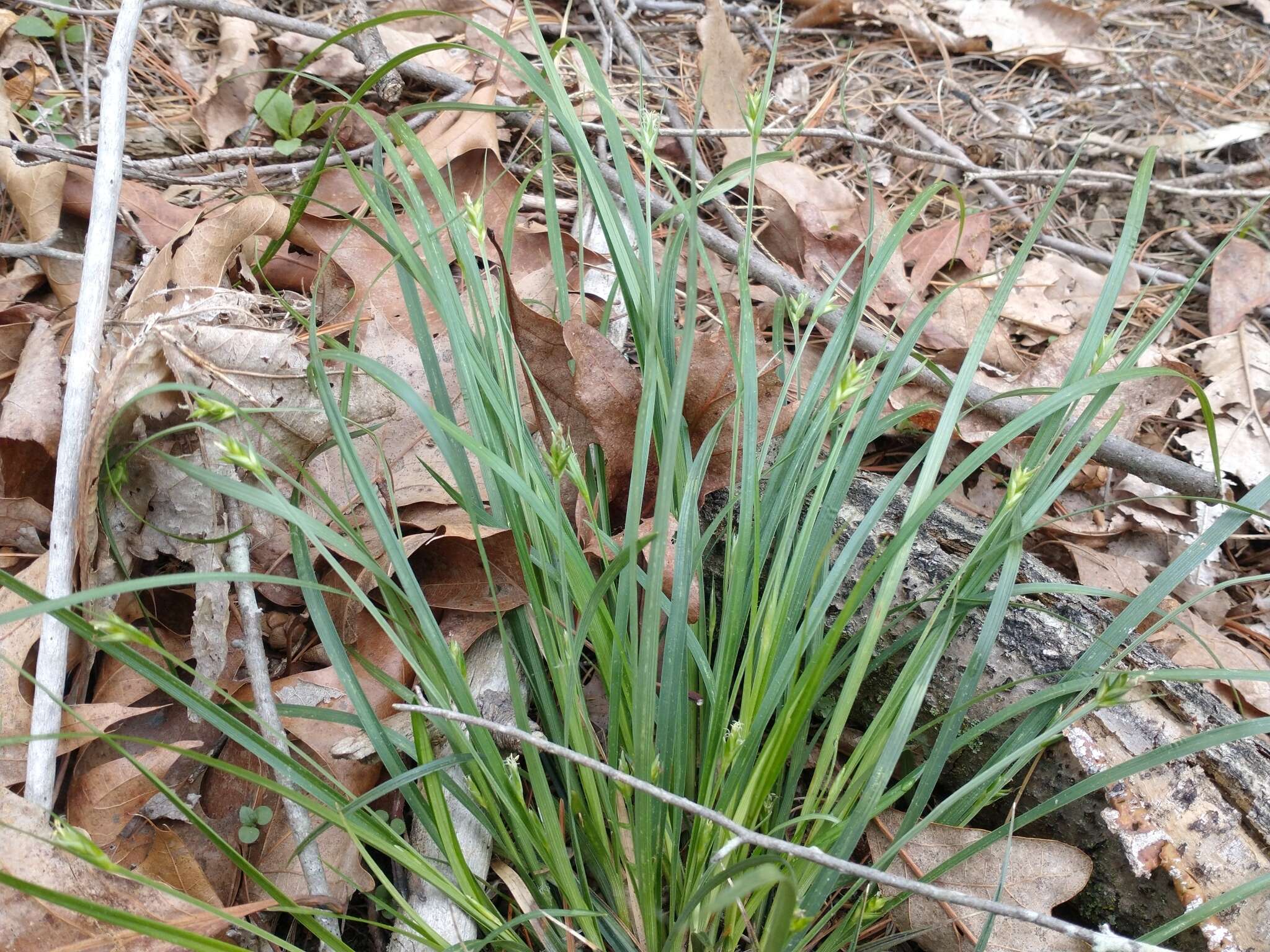 Image of Willdenow's sedge