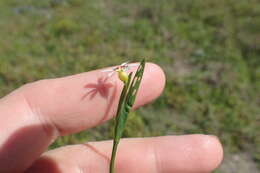 Image of annual blue-eyed grass