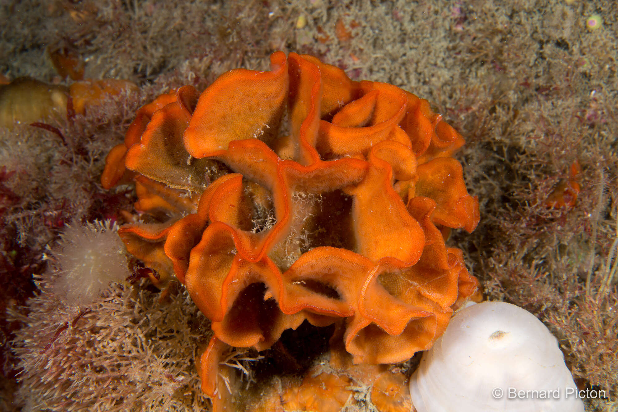 Image of potato crisp bryozoan